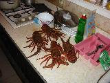 Langouste.JPG (6625 octets)